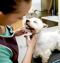 Curso intensivo para auxiliares de veterinário (20h)